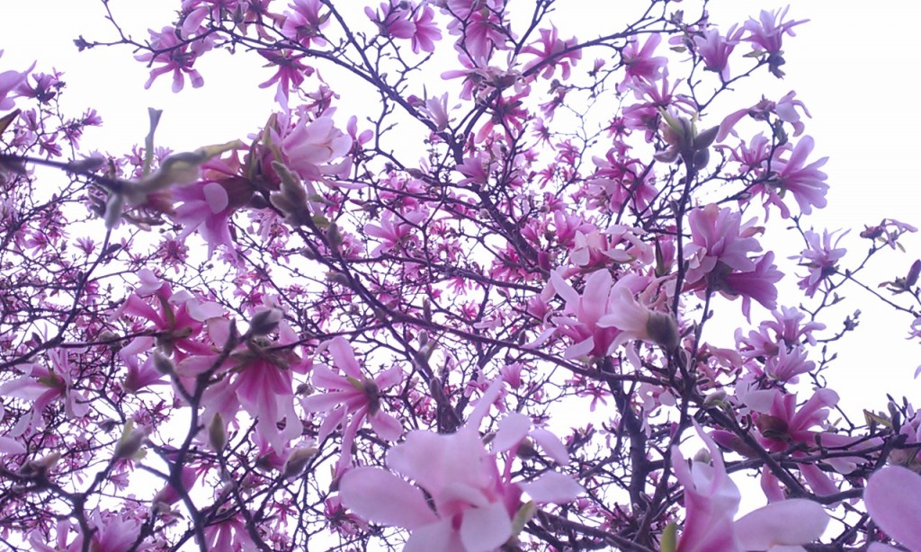 Pink magnolia | https://juliesaffrin.com