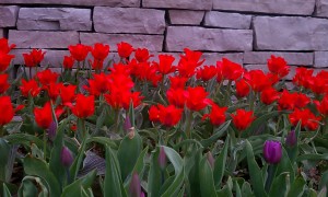 Happy tulips