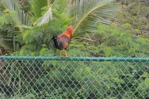 roosters on Kauai | https://juliesaffrin.com