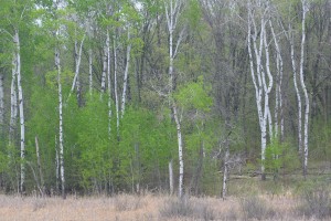 Grove of Birch Trees | https://juliesaffrin.com