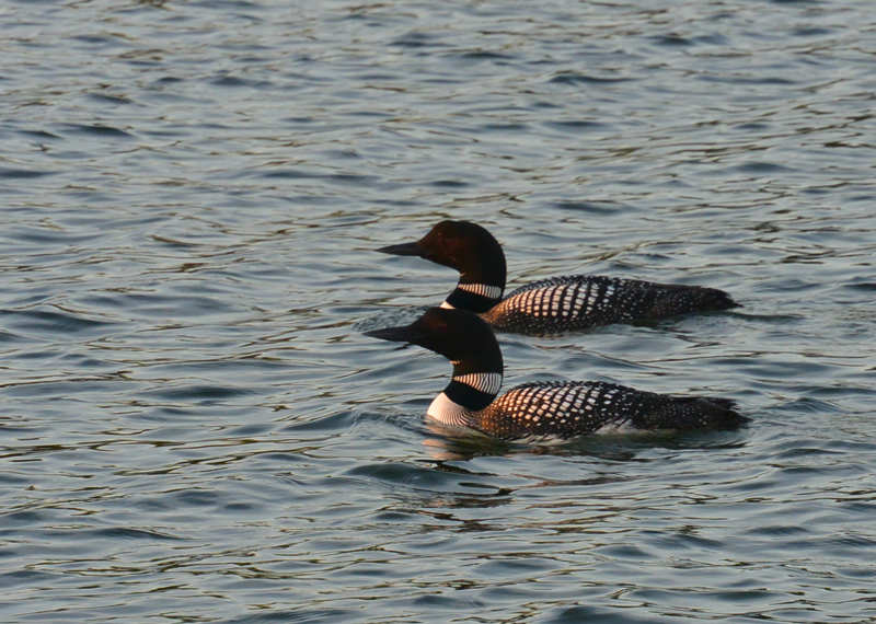Loons in Tombs Bay