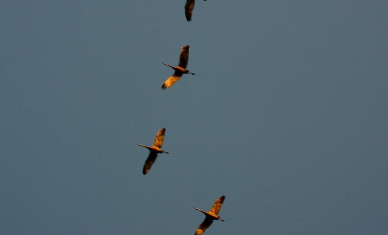 Sandhill Cranes flying over us as we watched the loon parents | https://juliesaffrin.com