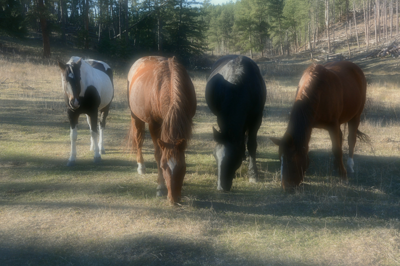 soft-photo-of-horses