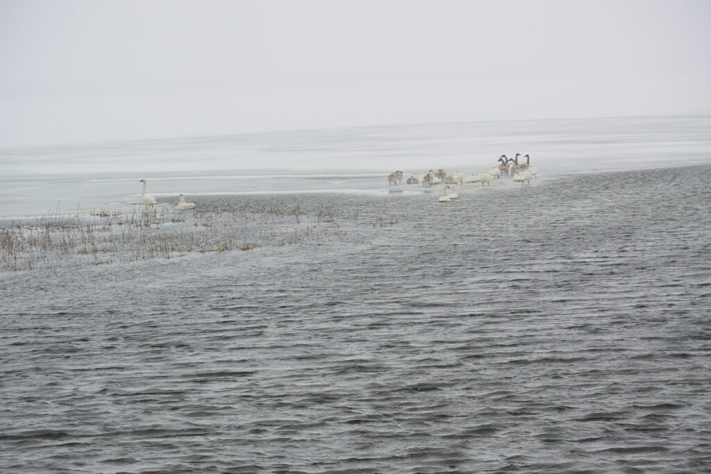 Trumpeter swans and snow geese on Ottertail Lake where Ottertail River meets it